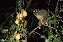 Northern night / owl monkey (Aotus trivirgatus) (known locally as Douracoulis) next to passion fruit vine, Amazonia, Brazil