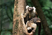 Two Tassle ear marmosets (Callithrix humeralifer humeralifer) drinking from tree water hole, Amazonia, Brazil