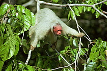 White uakari monkey (Cacajao calvus) in rainforet canopy searching for food, Amazonia, Brazil