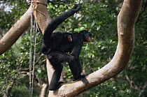 Black spider monkey female carrying 4 month  baby (Ateles paniscus paniscus) Amazonia, Brazil