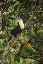 Cuvier's toucan (Ramphastos tucanus cuvieri) eating Clusia seeds, Amazonia, Brazil