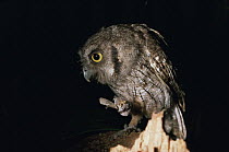Tropical screech owl (Megascops choliba) eating a moth at night, Amazonia, Brazil