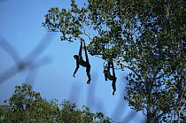 Two Red faced spider monkeys (Ateles paniscus chamek) hanging by prehensile tails to catch early warming sun rays, Amazonia, Brazil