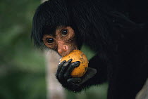 Black spider monkey (Ateles paniscus paniscus) eating fermenting fruit of Sapotaceae, Amazonia, Brazil