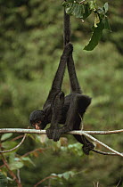 Black spider monkey (Ateles paniscus paniscus) licking sap of Sauva tree, Amazonia, Brazil