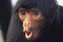 Black spider monkey (Ateles paniscus paniscus) face portrait whilst calling, Amazonia, Brazil