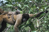 Common woolly monkey carrying baby on back (Lagothrix lagotricha) Amazonia, Brazil