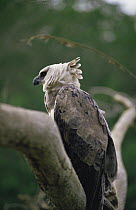 Harpy eagle portrait (Harpia harpyja) Amazonia, Guyana