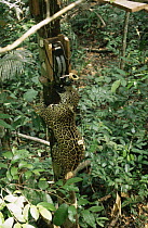 Wild jaguar attacking Nick Gordon's remote camera set up in tree, Amazonia, Brazil