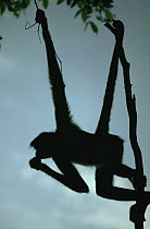 Black spider monkey silhouetted at dusk hanging from branch by prehensile tail (Ateles paniscus paniscus) Amazonia, Brazil