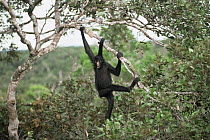 Spider monkey calling and hanging from branch by prehensile tail (Ateles paniscus paniscus) Amazonia, Brazil