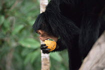 Spider monkey (Ateles paniscus paniscus) eating fermenting Sapotaceae fruits, Amazonia, Brazil