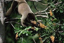 Common woolly monkey (Lagothrix lagotricha) eating tree fruits, Amazonia, Brazil