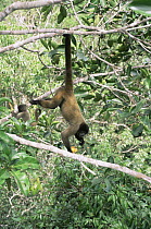 Common woolly monkey and baby (Lagothrix lagotricha) hanging from tail in tree eating fruits, Amazonia, Brazil