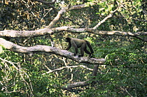 Common woolly monkey walking along branch in canopy (Lagothrix lagotricha) Amazonia, Brazil