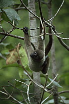 Common woolly monkey female juvenile hanging upside down (Lagothrix lagotricha) Amazonia, Brazil