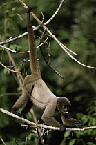 Common woolly monkey juvenile hanging from prehensile tail (Lagothrix lagotricha) Amazonia, Brazil