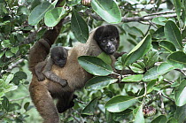 Common woolly monkey and baby in canopy (Lagothrix lagotricha) Amazonia, Brazil