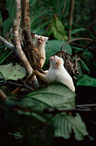 Silky marmoset and young (Callithrix humeralifer chrysoleuca) Amazonia, Brazil