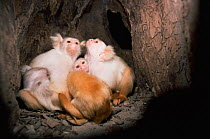 Silky marmoset family group in tree nest hole at night (Callithrix humeralifer chrysoleuca) Amazonia, Brazil