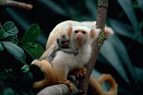 Silky marmoset male carrying twin babies (Callithrix humeralifer chrysoleuca) Amazonia, Brazil