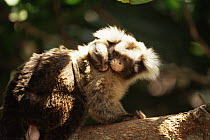 Santarem marmoset carrying baby (Callithrix humeralifer) Amazonia, Brazil