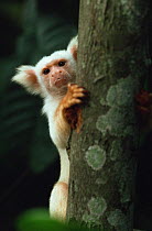 Silky marmoset portrait (Callithrix humeralifer chrysoleuca) Amazonia, Brazil