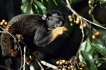 Red handed marmoset eating in canopy (Saguinus midas) Amazonia, Brazil