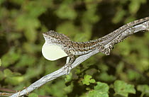 Bonaire anole lizard (Anolis bonairensis) male displaying its white dewlap in territorial defense, in desert, Bonaire