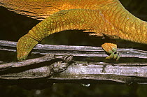 Giant / Parson's chameleon (Chamaeleo / Calumma parsonii) female gripping twig in rainforest with feet and claws, Madagascar