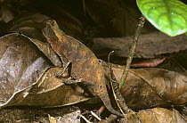 Stump-tailed chameleon (Brookesia superciliaris) mimicking a dead leaf on the rainforest floor, Madagascar