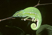 Short nosed / Dwarf chameleon (Chamaeleo / Calumma gastrotaenia) in rainforest, Madagascar