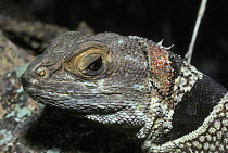 Cuvier's spiny-tailed lizard (Oplurus cuvieri) with a mass of red mites behind its head, in tropical dry forest, Madagascar