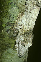 Leaf-tailed gecko (Uroplatus fimbriatus) perfectly camouflaged on a tree, helped by the 'skirt' of tiny projections around the body and limbs visible here, in rainforest, Madagascar