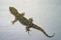 Turkish gecko (Hemidactylus turcicus) on the wall of a room, Greece
