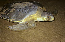 Loggerhead turtle female (Caretta caretta) with a tagged front leg, returns to the sea after laying her eggs, Australia