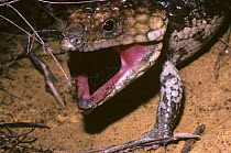 Shingleback or stumpy-tail skink (Trachydosaurus rugosus) in the first stage of defensive display, before showing its tongue, Australia