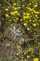 Spur-thighed / Greek tortoise (Testudo graeca) among wild flowers in springtime, Israel