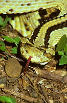 Tropical / Cascabel rattlesnake (Crotalus durissus) flicking out its tongue at night in tropical dry forest, Costa Rica