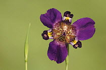Propeller Flower {Alophia drummondii} Texas, USA,