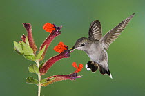 Anna's Hummingbird {Calypte anna} female in flight feeding on flower, Tuscon, Arizona, USA