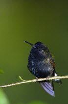 Black-bellied Hummingbird {Eupherusa nigriventris} male, Costa Rica