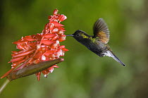 Black-bellied Hummingbird {Eupherusa nigriventris}male in flight feeding on Flower of the Ginger plant family, Central Valley, Costa Rica