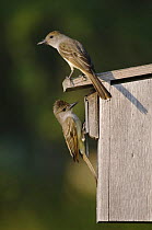 Brown-crested Flycatcher {Myiarchus tyrannulus} pair at nest box, Rio Grande Valley, Texas, USA,