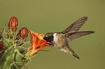 Black-chinned Hummingbird {Archilochus alexandri} male in flight feeding on Claret Cup Cactus (Echinocereus triglochidiatus) Hill Country, Texas, USA