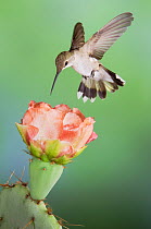 RF- Black-chinned Hummingbird (Archilochus alexandri) female in flight feeding on Texas Prickly Pear Cactus (Opuntia lindheimeri). Hill Country, Texas, USA. (This image may be licensed either as right...