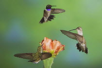 Black-chinned Hummingbird {Archilochus alexandri}group of males and females in flight feeding on Texas Prickly Pear Cactus (Opuntia lindheimeri) Hill Country, Texas, USA