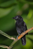 Black-hooded Antshrike {Thamnophilus bridgesi}  Carara Biological Reserve, Costa Rica