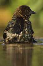 Brown-headed Cowbird {Molothrus ater} male bathing, Hill Country, Texas