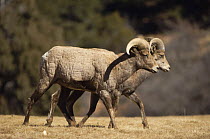 Bighorn / Mountain Sheep {Ovis canadensis} two males, Garden of The Gods National Landmark, Colorado Springs, Colorado, USA